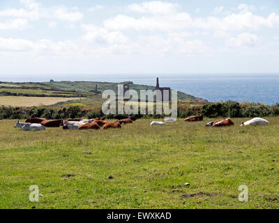 Rinder, die Ruhe in einem Feld in der Nähe von Minen, am Meer in West Cornwall Stockfoto