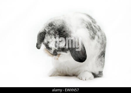 Grau und weiß lop eared Rabbit Reinigung selbst Stockfoto