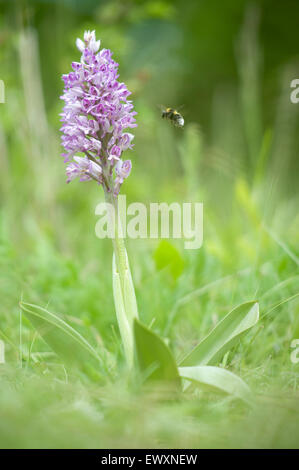 Militärische Orchidee Orchis Militaris; sehr seltene Orchidee von Südengland (Biene besuchen Blütenstand) Stockfoto