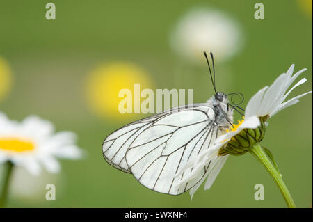 Schwarz Veined White Butterfly, Aporia Crataegi europäischen Schmetterling und knappen Landstreicher nach Großbritannien Stockfoto