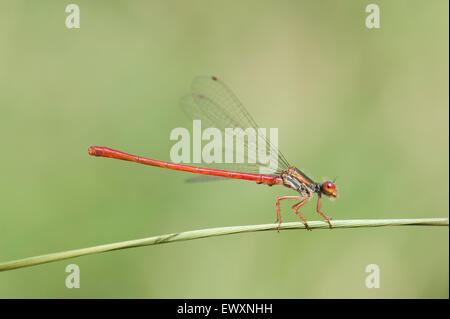 Männliche kleine Red Damselfly, Ceriagrion Tenellum, sehr selten und beschränkt sich auf sauren Heide Leerungen in Südengland Stockfoto