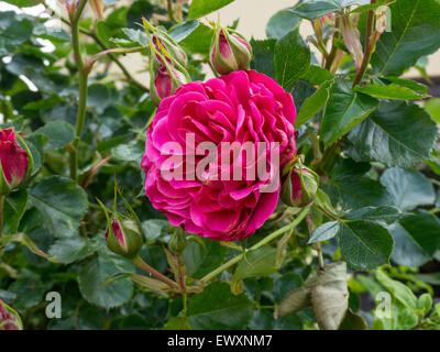 "Starlight Express" tief rosa Blume Rose Stockfoto