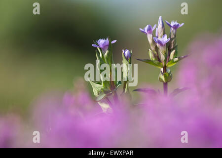 Feld Enzian, Gentianella Campestris eine extrem seltene Pflanzen auf der South Downs National Park häufiger im nördlichen großen Brit Stockfoto