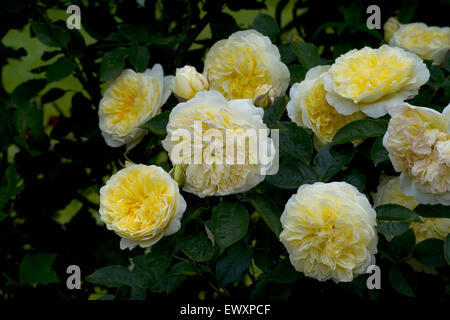 David Austin gelbe Rosen Stockfoto