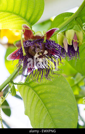 Passiflora Quadrangularism. Riesen-granadilla Stockfoto