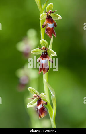 Fliegen Sie Orchidee, Ophrys Insectifera, Großbritannien Stockfoto