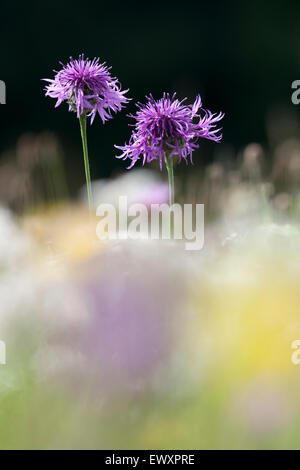 Größere Flockenblume, Centaurea Scabiosa Blüte auf Kreide Grünland in Großbritannien Stockfoto