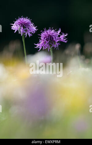 Größere Flockenblume, Centaurea Scabiosa Blüte auf Kreide Grünland in Großbritannien Stockfoto