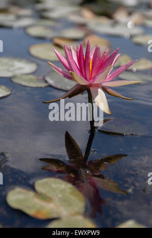 Lotus-Teich Stockfoto