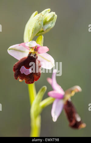 Wilde Orchidee (Ophrys Balearica). Cala Turqueta. Minorca. Balearen-Inseln. Spanien. Europa Stockfoto