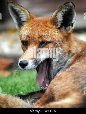 Ein urban Fuchs entspannt auf einer Wiese in Portchester, Hants. Stockfoto