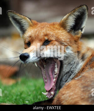 Ein urban Fuchs entspannt auf einer Wiese in Portchester, Hants. Stockfoto