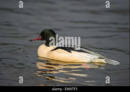 Gänsesäger - Mergus Prototyp männlich Stockfoto