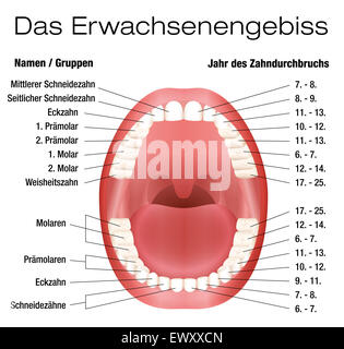 Zähne-Namen und bleibenden Zähnen-Ausbruch-Diagramm. DEUTSCHE BESCHRIFTUNG! Stockfoto