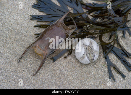 Ei-Fall von Raja gewellt - Wogen Ray und Echinocardium Cordatum - Seeigel an Strand gespült Stockfoto