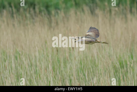 Rohrdommel (Botaurus Stellaris) im Flug über eine Schilfbeetes. Fotografiert von der Rohrdommel verstecken RSPB Minsmere Reserve. Stockfoto