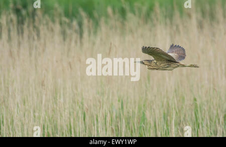 Rohrdommel (Botaurus Stellaris) im Flug über ein Röhricht. Fotografiert von der Rohrdommel verstecken RSPB Minsmere Reserve. Stockfoto