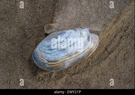 Gemeinsamen Otter Shell - Lutraria Lutraria am Sandstrand Stockfoto