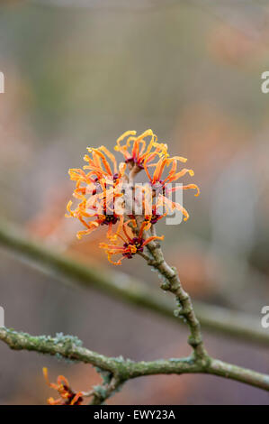 Hamamelis x intermedia "Jelena" Stockfoto