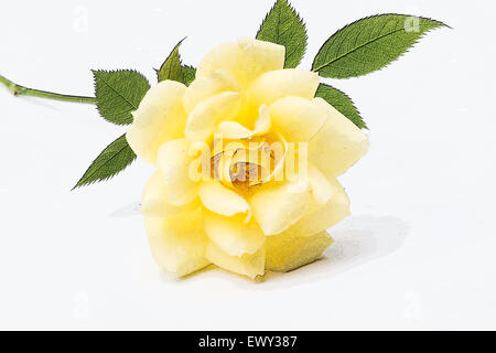 Gelbe Garten stieg auf weißem Hintergrund Stockfoto