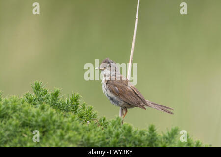 Whitethroat (Sylvia Communis). Erwachsenen mit Wirbellosen Beute zurück zum Nest. Stockfoto