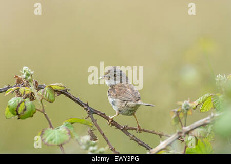 Whitethroat (Sylvia Communis). Erwachsenen mit Wirbellosen Beute zurück zum Nest. Stockfoto