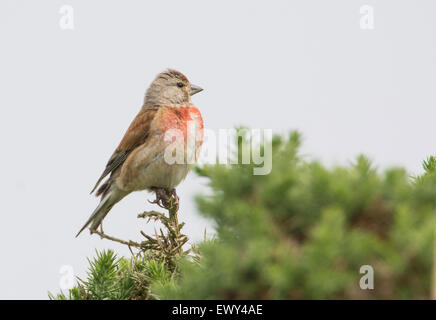 Männliche Hänfling (Zuchtjahr Cannabina) hoch oben auf einem Ginster Strauch. Stockfoto