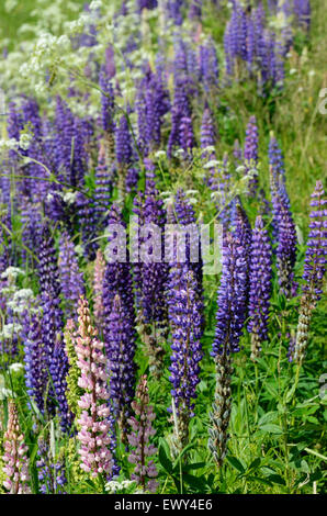 blühenden Lupinen Straßenrand im Juni Stockfoto