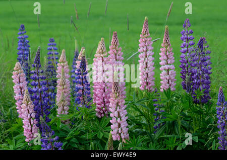 blühenden Lupinen Straßenrand im Juni Stockfoto