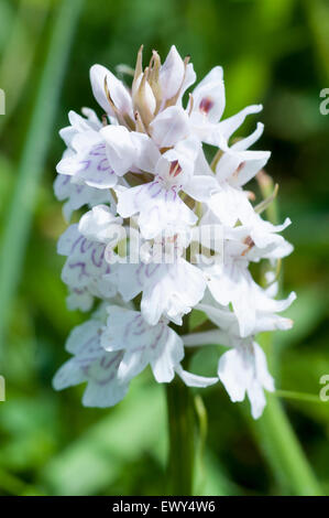 Eine weiße Blumen gemeinsamen entdeckt Orchidee auf Mount Caburn, in der Nähe von Lewes, East Sussex Stockfoto