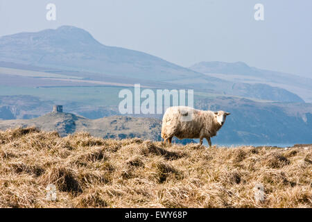 Schafe auf der Halbinsel in der Nähe von Traeth Llyfn Strand mit Abereiddy Turm in Ferne auf Pembrokeshire Coast Path, Südwesten von Wales. März Stockfoto