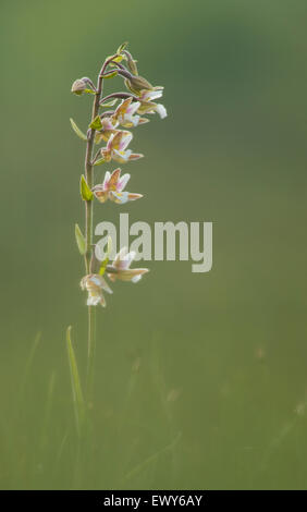 Ein Sumpf Helleborine fotografiert im New Forest. Stockfoto