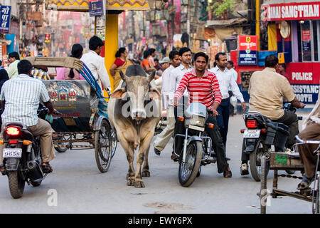 Heiligen Brahmanen Bulle / Kuh wandert durch die Straße.  Hier bei Gadolia Chowk eine geschäftige shopping Distrct / Bereich von Varanasi. Die cul Stockfoto