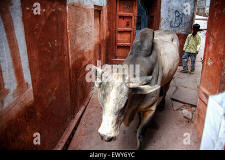 Brahmane stier Kuh wandert durch die engen atmosphärischen aber verwirrend Labyrinthischen Gassen der "alten Stadt" Varanasi, Indien, indische, schmale, Lane, Gassen Stockfoto