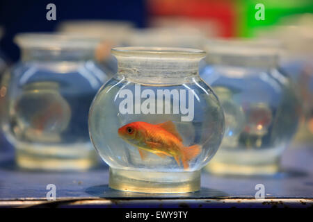 Goldfische schwimmen in einem Glas spiegeln. Saisonale Luna Park Vergnügungspark. Stockfoto