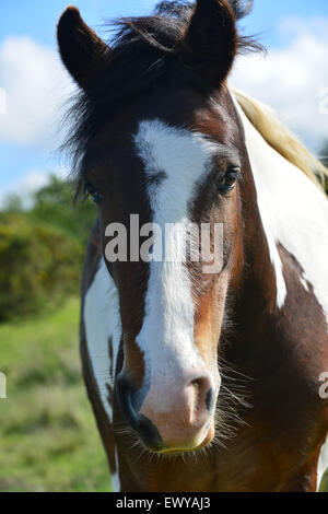 Reitpferd Hengst mit unregelmäßigen Blaze gesichtet. Stockfoto