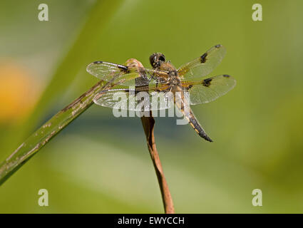 Weibliche Four-Spotted Chaser Libelle (Libellula Quadrimaculata) Uk Stockfoto