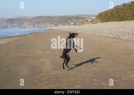 Mein Hund, Ben, ein langhaariger Lurcher spielen mit einem Ball (gefangen und im Mund) am Strand von Newgale Strandabschnitt eine drei-Meile Stockfoto