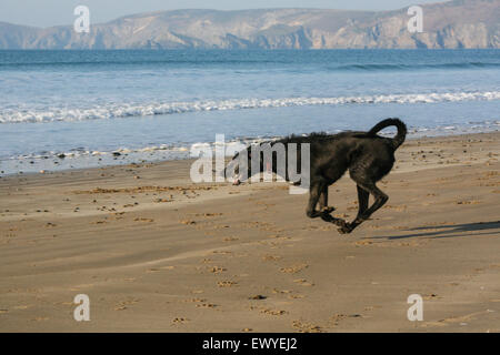 Mein Hund, Ben, ein langhaariger Lurcher spielen mit einem Ball am Strand von Newgale Strand ein drei Meilen langen Strand, Pembrokeshire Stockfoto