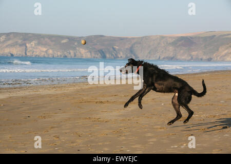 Mein Hund, Ben, ein langhaariger Lurcher spielt mit einem Ball am Strand von Newgale Strand ein drei Meilen langen Strand in Pembrokeshire, Wales. Hunde sind entlang dieses beliebte Hundewiesen Strand in der Nebensaison erlaubt und dürfen in bestimmten Bereichen im Sommer. Dezember. -MODELL VERÖFFENTLICHT. Stockfoto