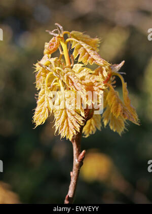Neue Blätter die goldene Eiche, Quercus Rubra 'Aurea', Fagaceae. Stockfoto