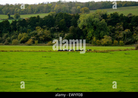 Eine Kuhherde Fresian in einem Feld Stockfoto