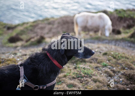 Pony/Pferd und mein Hund, ein langhaariger Lurcher, Ben, Modell freigegeben (bezahlte in Hundekuchen) in der Nähe von Trefin Dorf auf der Pembrokeshir Stockfoto