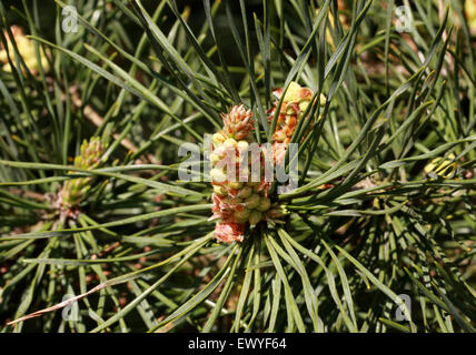 Mongolische Scot Pine, Pinus Sylvestris var. Mongolica, Tannenbäumen.  Mongolei, Sibirien, Mandschurei, China. Stockfoto