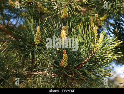 Mongolische Scot Pine, Pinus Sylvestris var. Mongolica, Tannenbäumen.  Mongolei, Sibirien, Mandschurei, China. Stockfoto