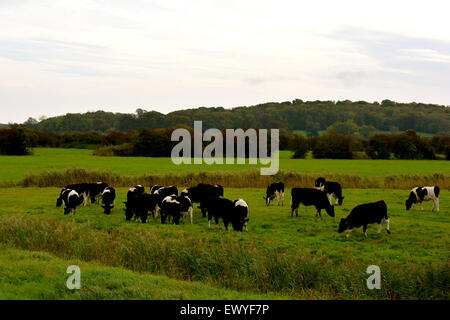 Eine Kuhherde Fresian in einem Feld Stockfoto