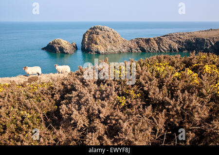 Schafe auf den Pembrokeshire Coast Path, in der Nähe von Porthgain, Südwesten von Wales. März. Der Küstenweg ist ein benannten National Trail Stockfoto