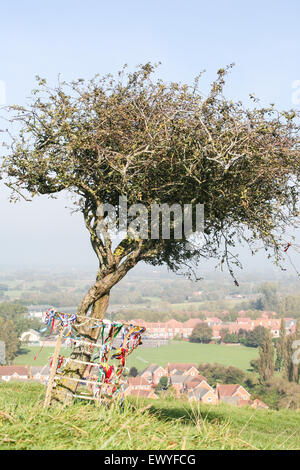 An einem Morgen Oktober der Dorn Baum auf Wearyall Hill oberhalb der Stadt Glastonbury, Somerset. Stockfoto