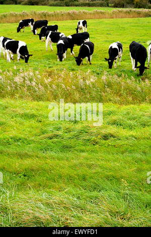 Eine Kuhherde Fresian in einem Feld Stockfoto