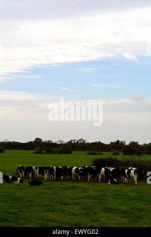 Eine Kuhherde Fresian in einem Feld Stockfoto